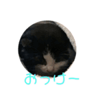 溺愛の猫ちゃん（個別スタンプ：24）