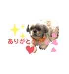 シーズー♀ルー スタンプ（個別スタンプ：3）