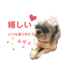 シーズー♀ルー スタンプ（個別スタンプ：8）