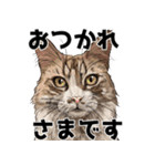 リアルタッチな猫のシンプル敬語スタンプ♪（個別スタンプ：1）