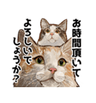 リアルタッチな猫のシンプル敬語スタンプ♪（個別スタンプ：16）