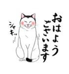 【敬語】富士額の猫が敬語から豹変（個別スタンプ：1）