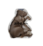 ガルルドッグ（個別スタンプ：1）