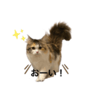 もこリコねこと仲間たち②（個別スタンプ：1）