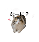 もこリコねこと仲間たち②（個別スタンプ：2）