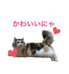 もこリコねこと仲間たち②（個別スタンプ：4）