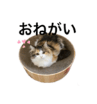 もこリコねこと仲間たち②（個別スタンプ：5）