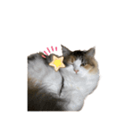 もこリコねこと仲間たち②（個別スタンプ：9）