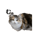もこリコねこと仲間たち②（個別スタンプ：10）