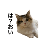 もこリコねこと仲間たち②（個別スタンプ：11）