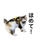もこリコねこと仲間たち②（個別スタンプ：18）