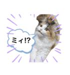 もこリコねこと仲間たち②（個別スタンプ：23）