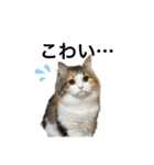 もこリコねこと仲間たち②（個別スタンプ：31）