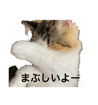 もこリコねこと仲間たち②（個別スタンプ：32）