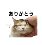 もこリコねこと仲間たち②（個別スタンプ：33）