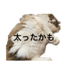 もこリコねこと仲間たち②（個別スタンプ：34）