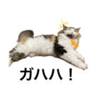 もこリコねこと仲間たち②（個別スタンプ：36）