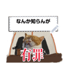 【公式】ホラ猫テキストスタンプ（個別スタンプ：7）