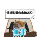 【公式】ホラ猫テキストスタンプ（個別スタンプ：8）