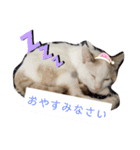 犬＆猫(dog＆cat)（個別スタンプ：1）