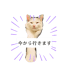 犬＆猫(dog＆cat)（個別スタンプ：2）