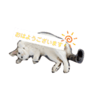 犬＆猫(dog＆cat)（個別スタンプ：3）