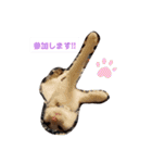 犬＆猫(dog＆cat)（個別スタンプ：6）