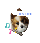 犬＆猫(dog＆cat)（個別スタンプ：7）