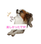 犬＆猫(dog＆cat)（個別スタンプ：8）