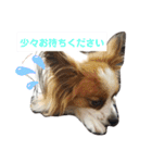 犬＆猫(dog＆cat)（個別スタンプ：9）