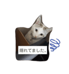 犬＆猫(dog＆cat)（個別スタンプ：10）