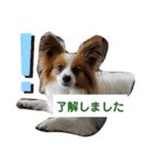 犬＆猫(dog＆cat)（個別スタンプ：11）