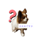 犬＆猫(dog＆cat)（個別スタンプ：12）