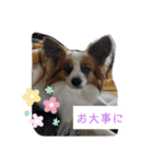犬＆猫(dog＆cat)（個別スタンプ：13）