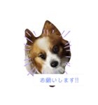 犬＆猫(dog＆cat)（個別スタンプ：14）