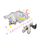 犬＆猫(dog＆cat)（個別スタンプ：15）