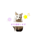 犬＆猫(dog＆cat)（個別スタンプ：16）