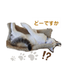 犬＆猫(dog＆cat)（個別スタンプ：17）