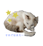 犬＆猫(dog＆cat)（個別スタンプ：18）