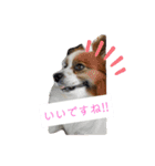 犬＆猫(dog＆cat)（個別スタンプ：19）