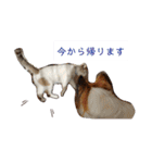 犬＆猫(dog＆cat)（個別スタンプ：20）