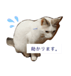 犬＆猫(dog＆cat)（個別スタンプ：21）