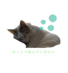 犬＆猫(dog＆cat)（個別スタンプ：22）