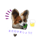 犬＆猫(dog＆cat)（個別スタンプ：24）
