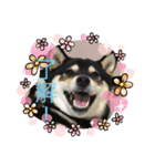 柴犬モコ＆稲穂4（個別スタンプ：4）