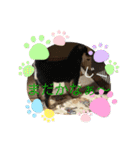 柴犬モコ＆稲穂4（個別スタンプ：5）