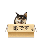 柴犬モコ＆稲穂4（個別スタンプ：6）