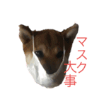 柴犬モコ＆稲穂4（個別スタンプ：7）