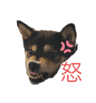 柴犬モコ＆稲穂4（個別スタンプ：13）
