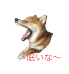 柴犬モコ＆稲穂4（個別スタンプ：14）